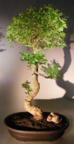 Flowering Ligustrum Bonsai Tree<br>Curved Trunk & Tiered Branching Style<br><i>(ligustrum lucidum)</i>