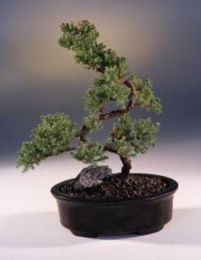 Juniper Karate Kid Bonsai Tree<br><i>(juniper procumbens nana)</i>