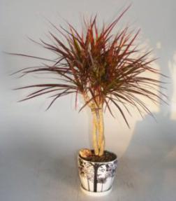 Dracena Bonsai Tree<br>Braided Trunk<br><i>(dracena marginata)</i>