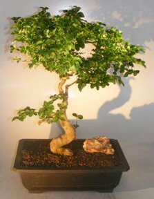 Flowering Ligustrum Bonsai Tree<br>Curved Trunk & Tiered Branching Style<br><i>(ligustrum lucidum)</i>