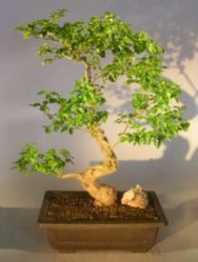 Flowering Ligustrum Bonsai Tree<br>Curved Trunk & Tiered Branching Style<br><i>(ligustrum lucidum)</i>