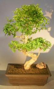 Flowering Ligustrum Bonsai Tree<br>Curved Trunk & Tiered Branching Style<br><i>(ligustrum lucidum)</i>