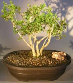 Japanese Kingsville Boxwood Bonsai Tree<br><i>(buxus microphylla compacta)</i>