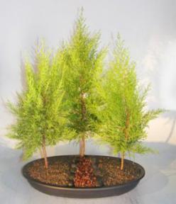 Lemon Cypress Bonsai Tree<br>Three Tree Forest Group<br><i>(cupressus macrocarpa)</i>