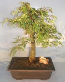 Flowering Tamarind Bonsai Tree<br>(tamarindus indica)</i>