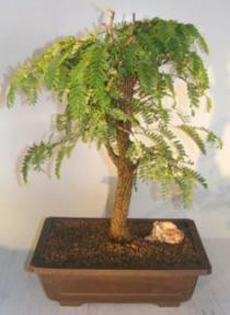 Flowering Tamarind Bonsai Tree<br>(tamarindus indica)</i>