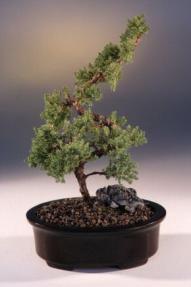 Juniper Karate Kid Bonsai Tree<br><i>(juniper procumbens nana)</i>