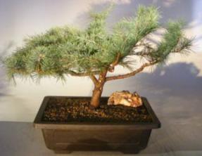 Deodar Cedar 'Snow Sprite' Bonsai Tree<br><i>(cedrus deodara)</i>