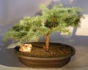 Deodar Cedar 'Snow Sprite' Bonsai Tree<br><i>(cedrus deodara)</i>