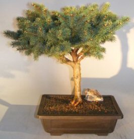 Colorado Blue Spruce Bonsai Tree<br><i>(picea pungens 'montgomery')</i>