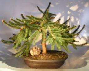 Dwarf Weeping Norway Spruce Bonsai Tree<br><i>(picea abies 'pendula')</i>