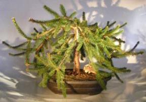 Dwarf Weeping Norway Spruce Bonsai Tree<br><i>(picea abies 'pendula')</i>