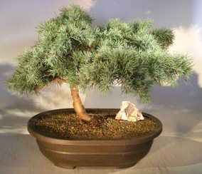 Prostrate Beauty Deodar Cedar Bonsai Tree<br><i>(cedrus deodara 'prostrate beauty')</i>