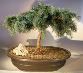 Prostrate Beauty Deodar Cedar Bonsai Tree<br><i>(cedrus deodara 'prostrate beauty')</i>