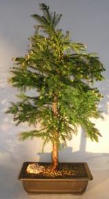 Cryptomeria Black Dragon Bonsai Tree<br><i>(cryptomeria 'black dragon')</i>