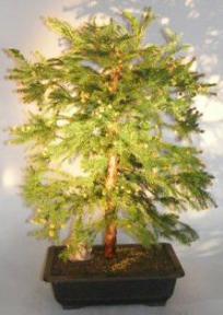 Cryptomeria Black Dragon Bonsai Tree<br><i>(cryptomeria 'black dragon')</i>