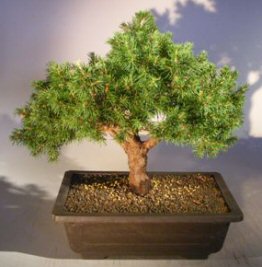 Tompa Norway Spruce Bonsai Tree<br><i>(Picea abies 'Tompa')</i>