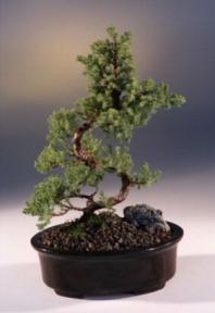 Juniper Karate Kid Bonsai Tree<br><i>(juniper procumbens nana)</i>