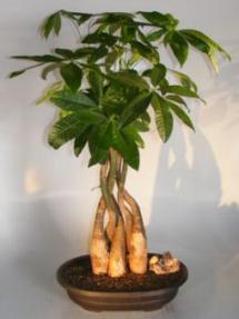 Money Bonsai Tree - Braided Trunk<br><i>(pachira aquatica)</i>