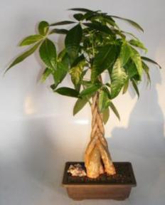 Money Bonsai Tree - Braided Trunk<br><i>(pachira aquatica)</i>