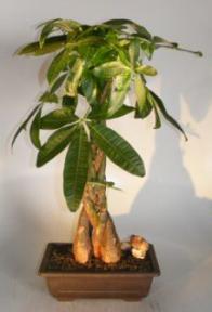 Money Bonsai Tree - Braided Trunk<br><i>(pachira aquatica)</i>