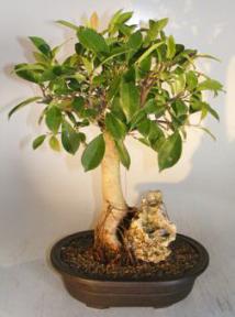 Ficus Retusa Bonsai Tree <br>Root Over Rock<br><i>(ficus retusa)</i>