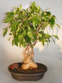 Ginseng Ficus Bonsai Tree<br><i>(ficus retusa)</i>