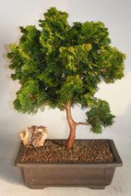 Hinoki Cypress Bonsai Tree <br><i>(chamecyparis obtusa 'verdoni')</i>