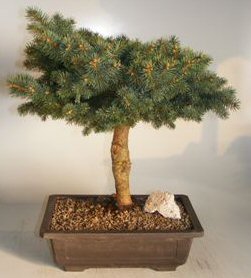 Colorado Blue Spruce Bonsai Tree<br><i>(picea pungens 'montgomery')</i>