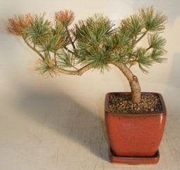 Siberian Stone Pine Bonsai Tree<br><i>(pinus pumila)</i>