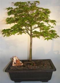 Japanese Green Maple Bonsai Tree<br><i>(acer palmatum 'kashima ytsabusa')</i>