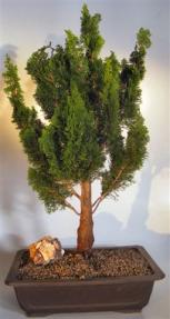 Hinoki Cypress 'Spiralis' Bonsai Tree <br><i>(chamecyparis obtusa 'Spiralis')</i>