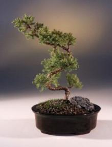 Juniper Karate Kid Bonsai Tree<br><i>(juniper procumbens nana)</i>