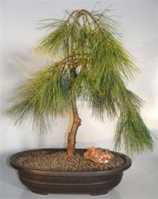 Eastern White Pine 'Stony Brook' Bonsai Tree<br><i>(pinus strobus 'stony brook')</i>