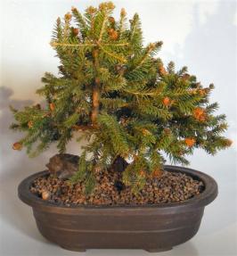 Norway Spruce Bonsai Tree<br><i>(picea abies 'Pusch')</i>