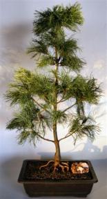 Contorted Eastern White Pine Bonsai Tree<br><i>(pinus strobus 'Contorta')</i>