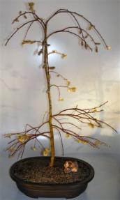 Flowering Weeping Pussy Willow Bonsai Tree<br><i>(salix caprea 'pendula')</i>