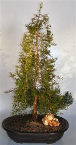 Weeping Eastern Red Cedar Bonsai Tree <br><i>(juniperus virginiana 'pendula')</i>