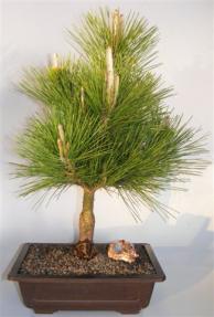 Japanese Black Pine Bonsai Tree <br><i>(pinus thunbergii 'thunderhead')</i>