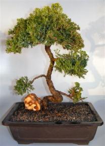 Juniper Bonsai Tree - Trained with Coiled Trunk<br><i></i>(juniper procumbens nana)
