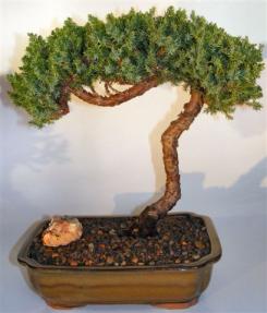 Juniper Bonsai Tree - Trained Large <br><i></i>(juniper procumbens nana)