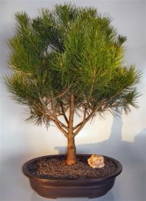 Chinese Lacebark Pine <br><i> (pinus bungeana 'rowe arboretum')</i>