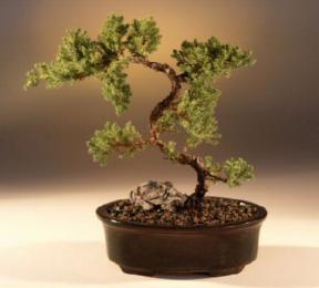 Juniper Karate Kid Bonsai Tree<br><i>(juniper procumbens nana)</i>