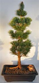 Japanese White Pine Bonsai Tree <br><i>(pinus parviflora 'aoi')</i>