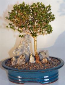 Chinese Flowering White Serissa - Root over Rock Style <br>Tree of a Thousand Stars<br><i>(serissa japonica)</i>