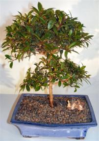 Flowering Brush Cherry Bonsai Tree <br>