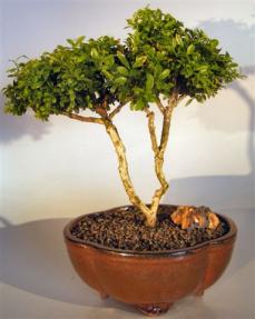 Japanese Kingsville Boxwood Bonsai Tree <br><i>(buxus microphylla compacta)</i>