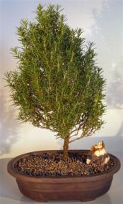 Flowering Rosemary Bonsai Tree <br><i>(rosmarinus officinalis)</i>