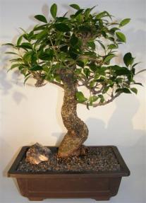 Ficus Retusa Bonsai Tree <br><i>(tiger bark ficus)</i>