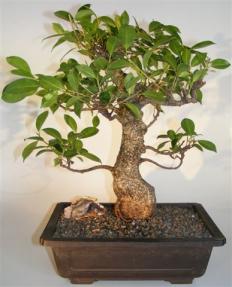 Ficus Retusa Bonsai Tree <br><i>(tiger bark ficus)</i>